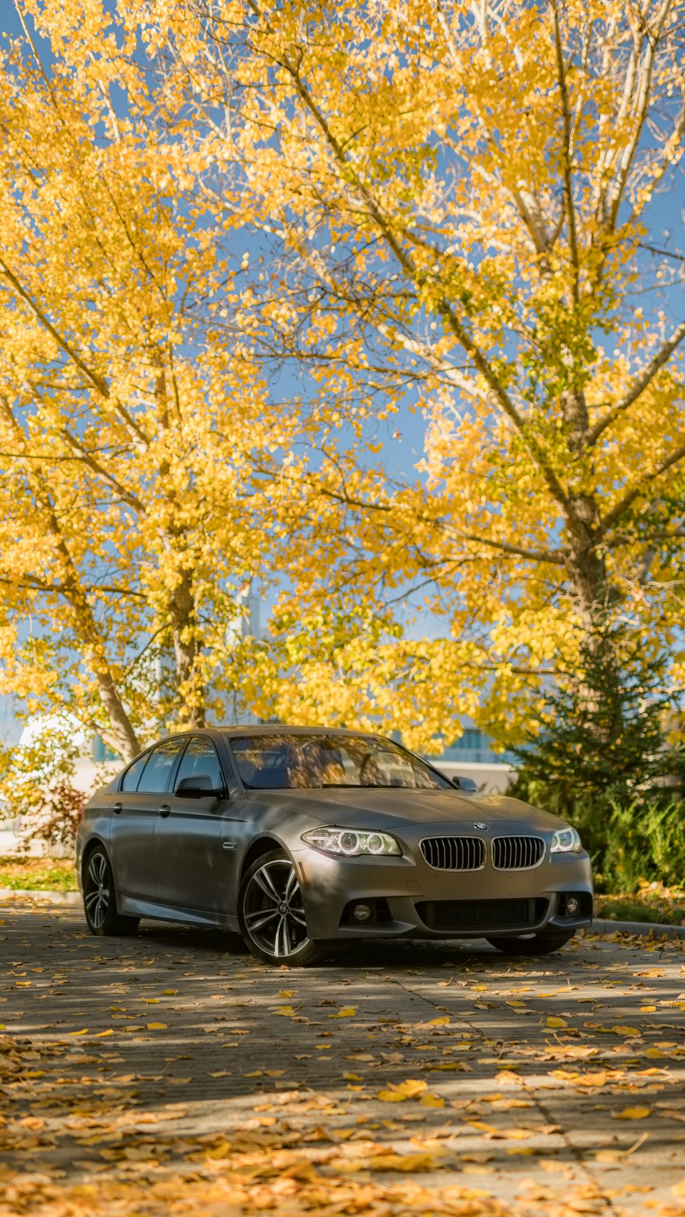 a car parked in front of a tree with yellow leaves