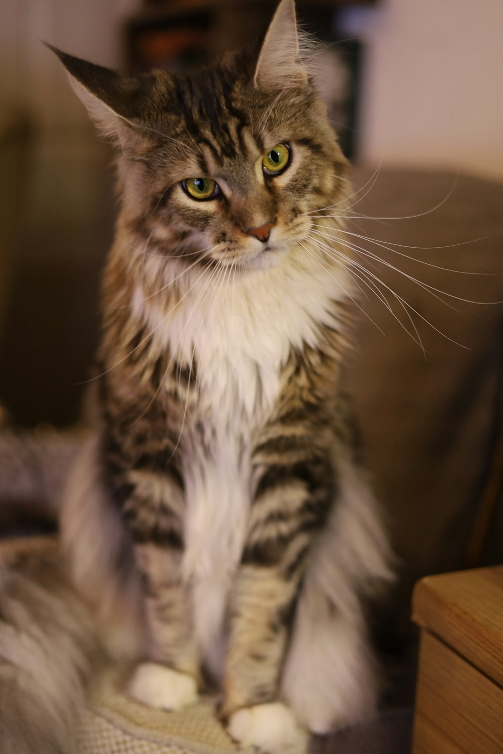 a cat sitting on a couch looking at the camera