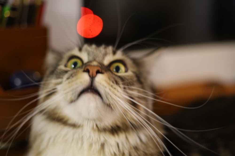 a cat with a red light on its head