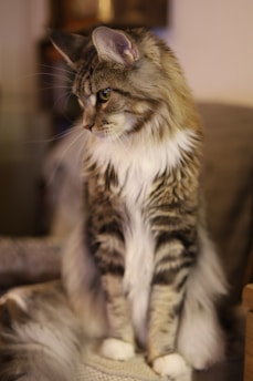 A fluffy, long-haired cat with a mix of gray, white, and brown fur poses gracefully on a soft surface. The cat has large, upright ears and a focused, serene expression. Soft lighting enhances the warm tones of its fur, creating an inviting and cozy atmosphere.