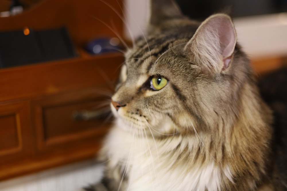 a cat sitting on the floor looking at something