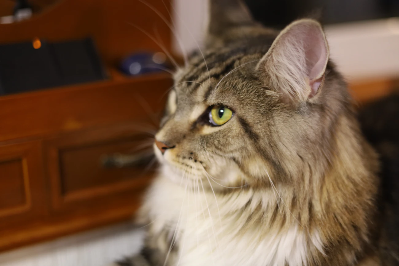 明るい室内で過ごす猫