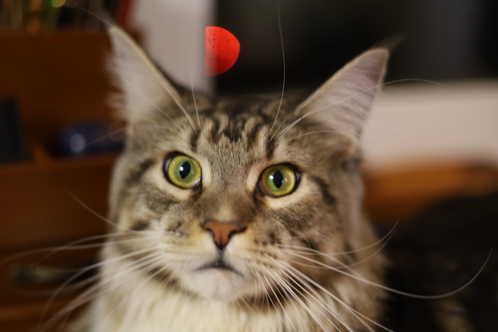 a close up of a cat with green eyes