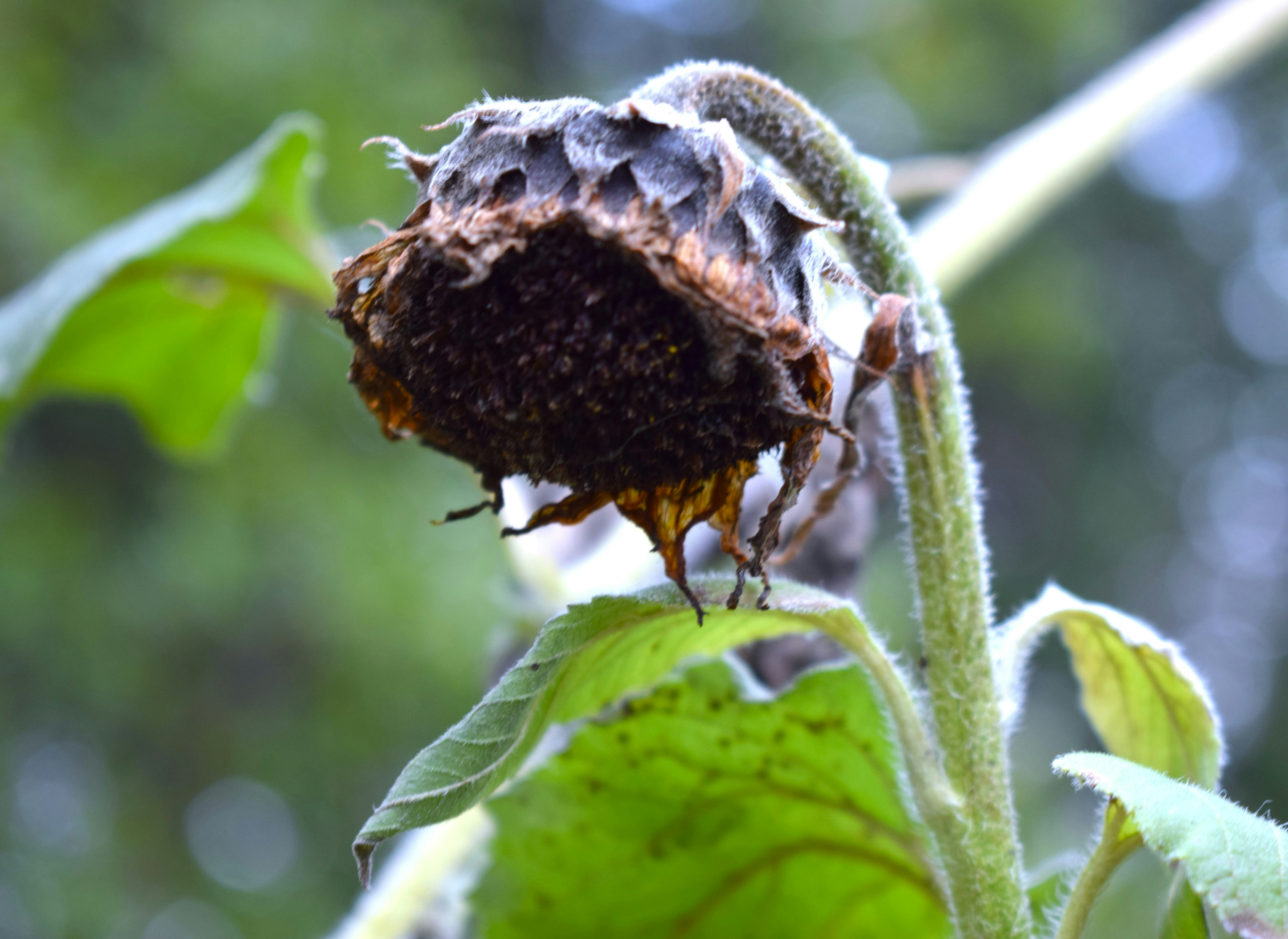 Trivia nights in Tacoma, United States