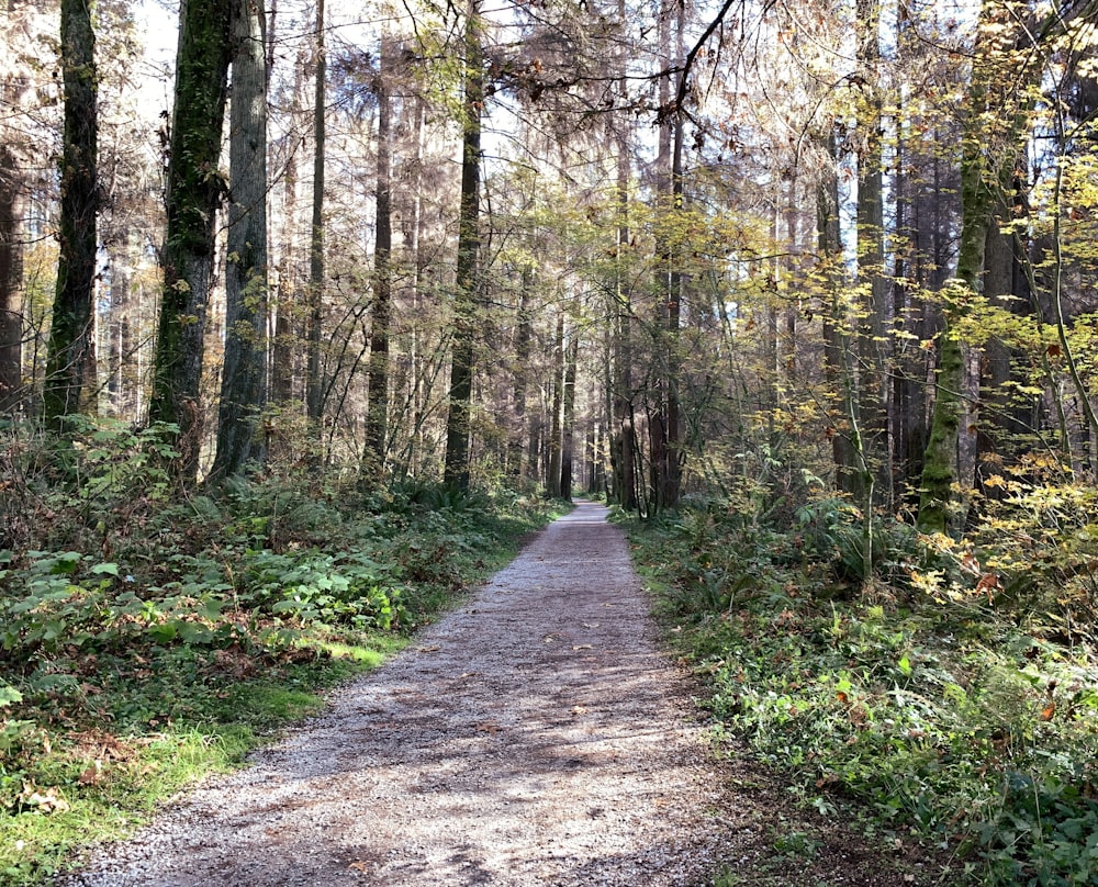 a dirt road in the middle of a forest