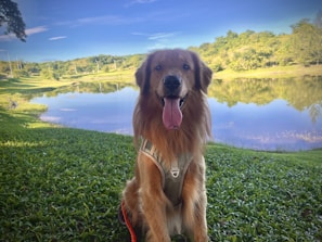 A golden retriever wearing a harness is sitting on a grassy area near a tranquil lake. Clear blue skies and lush green trees surround the setting, reflecting beautifully on the water's surface.