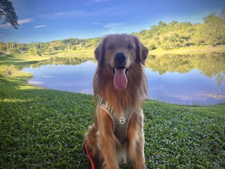 A golden retriever wearing a harness is sitting on a grassy area near a tranquil lake. Clear blue skies and lush green trees surround the setting, reflecting beautifully on the water's surface.