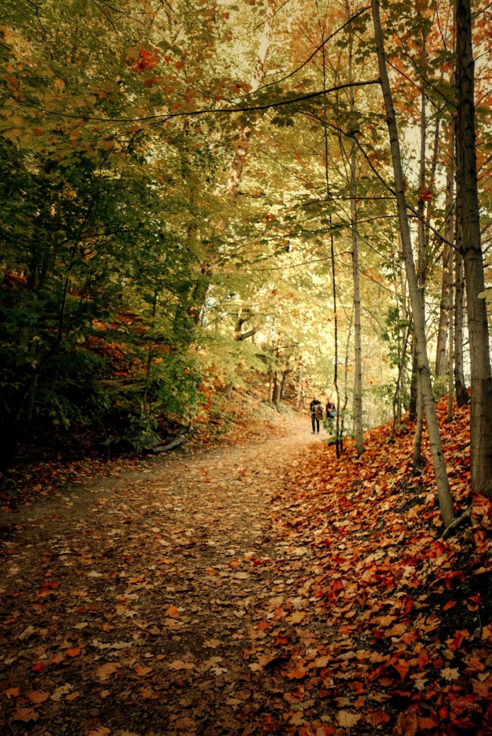 deux personnes marchant le long d’un chemin couvert de feuilles