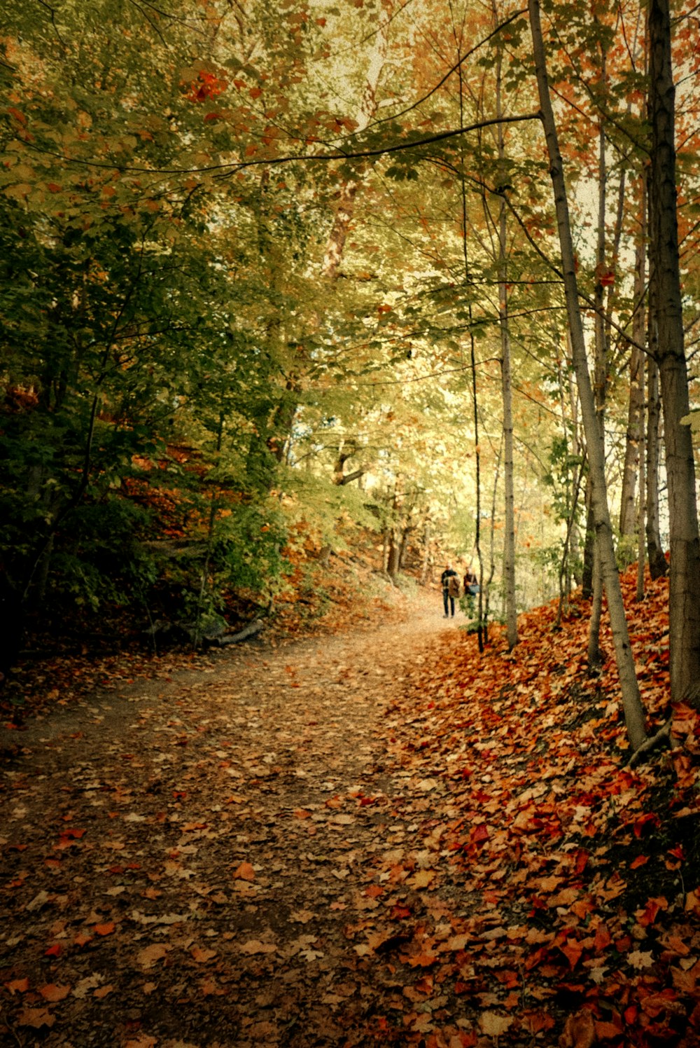 two people walking down a leaf covered path