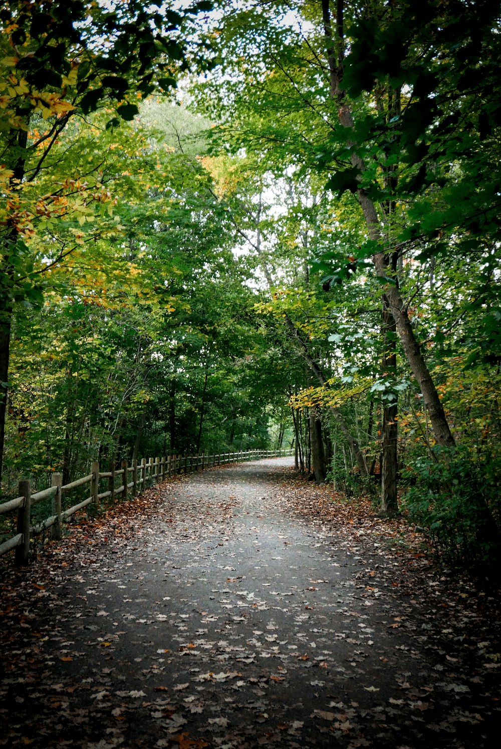 un chemin au milieu d’une forêt avec beaucoup de feuilles au sol