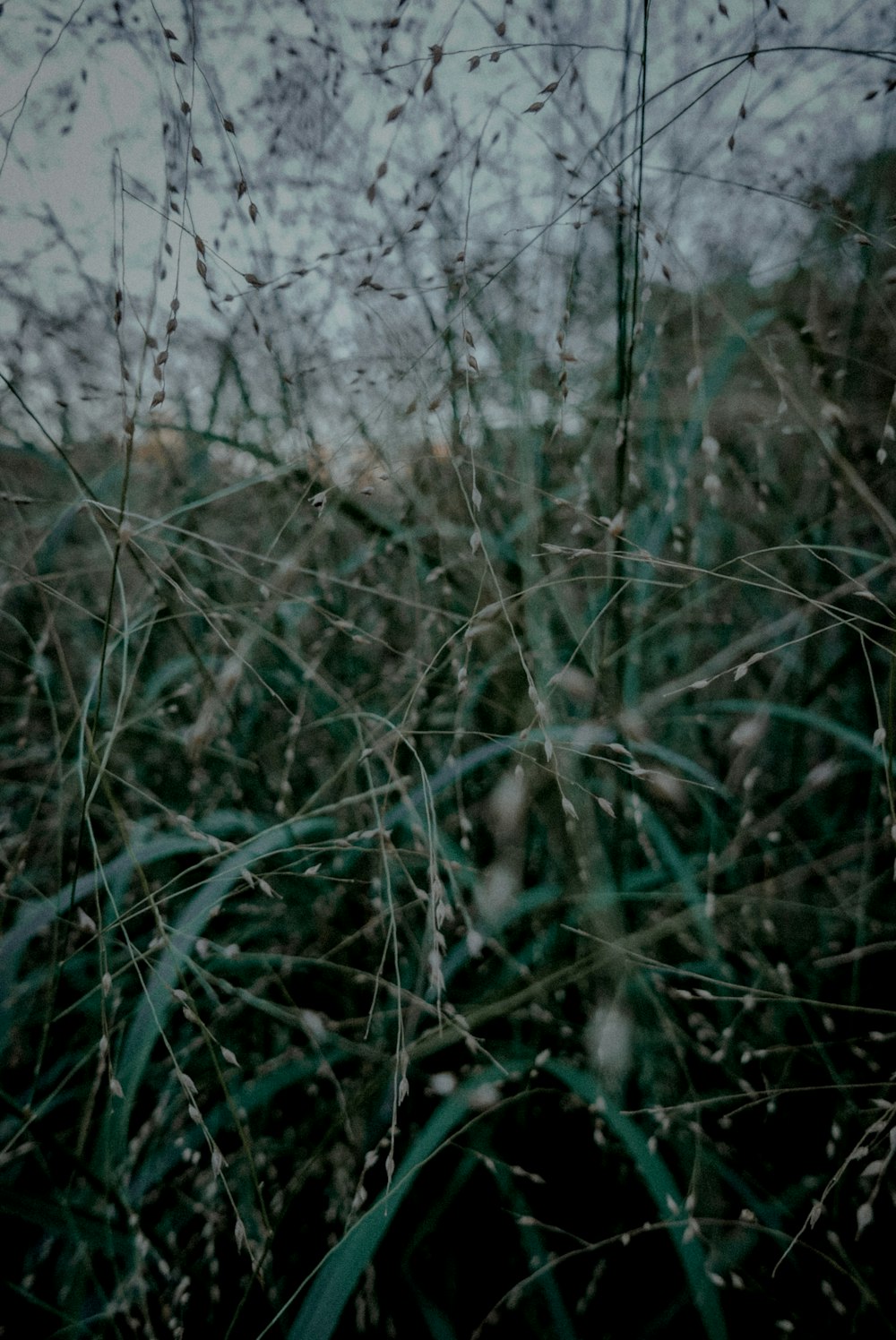 a blurry photo of a field of tall grass