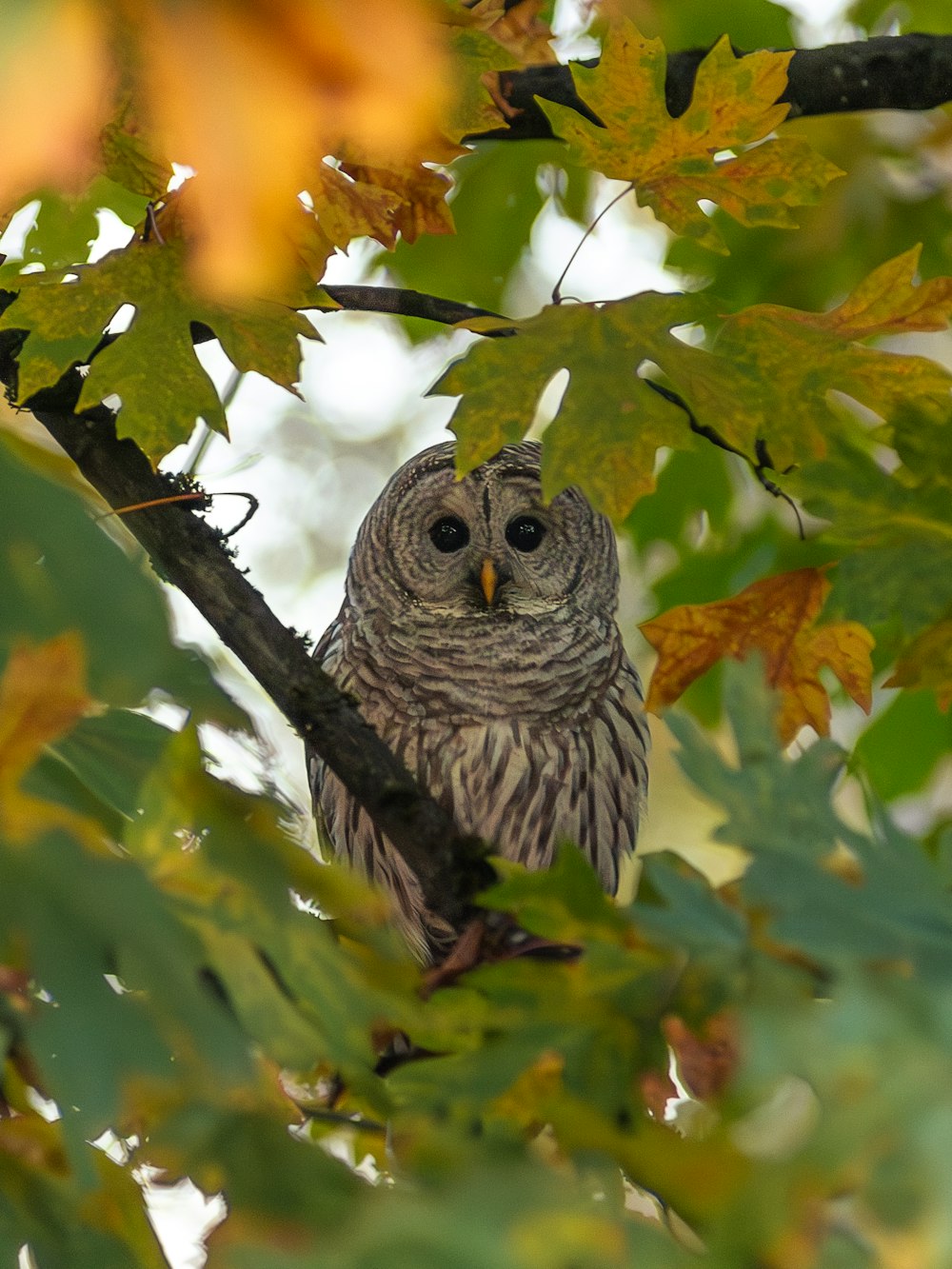 an owl is sitting in a tree with leaves
