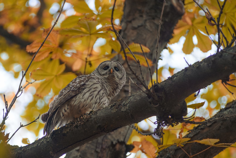 an owl is perched on a tree branch