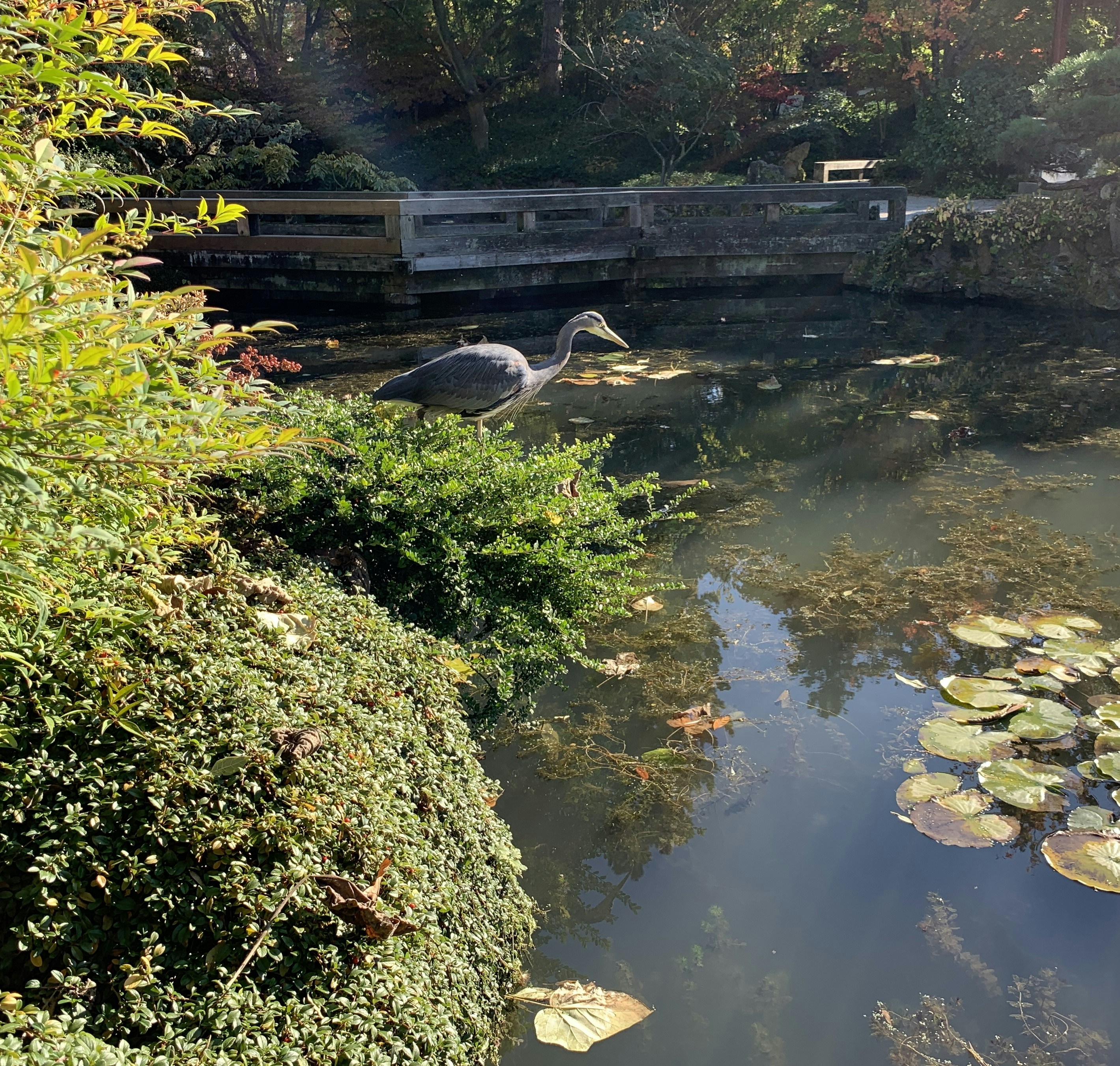 un pájaro grande parado sobre un cuerpo de agua