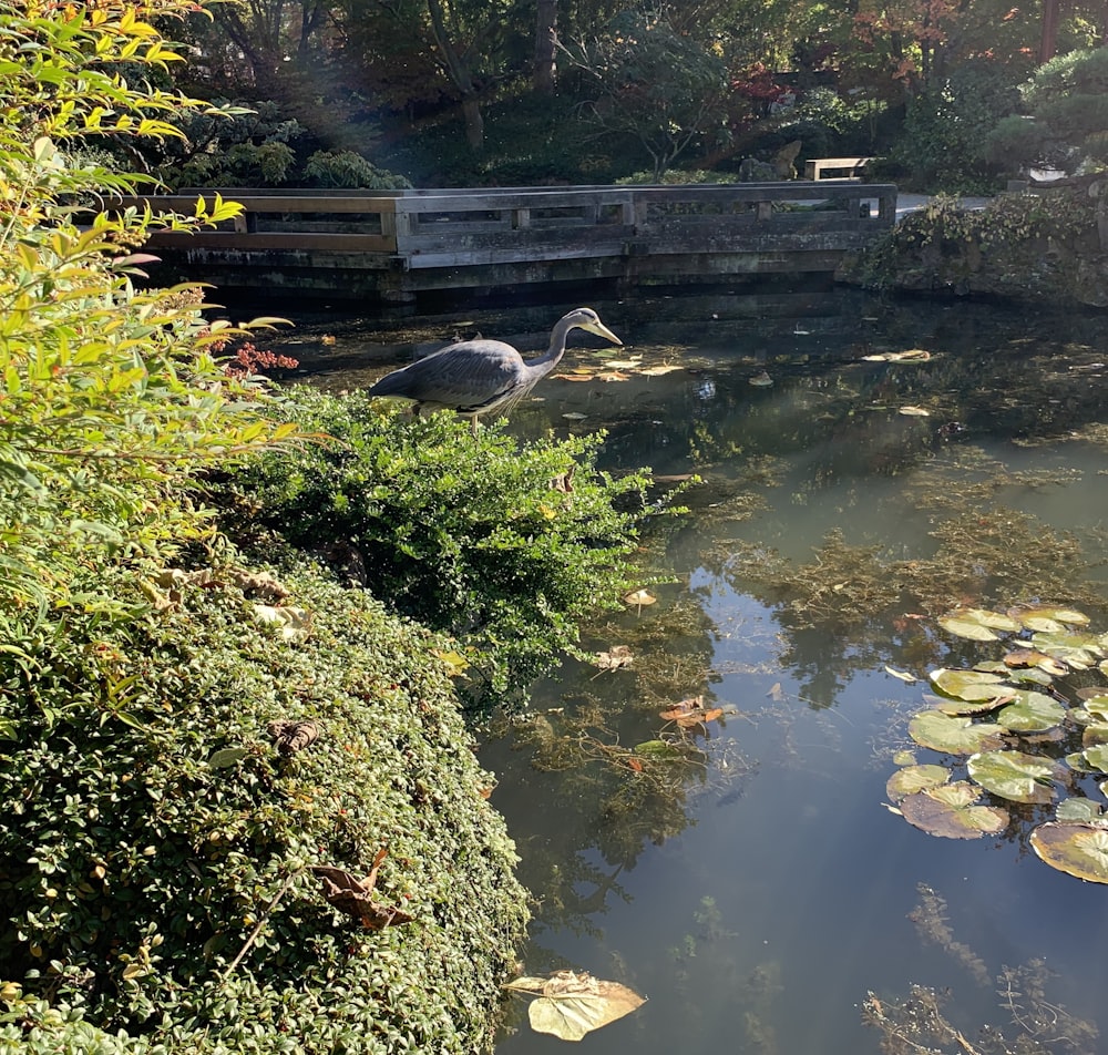 a large bird standing on top of a body of water