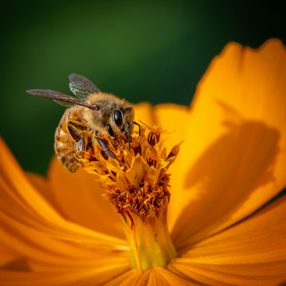 une abeille qui est assise sur une fleur