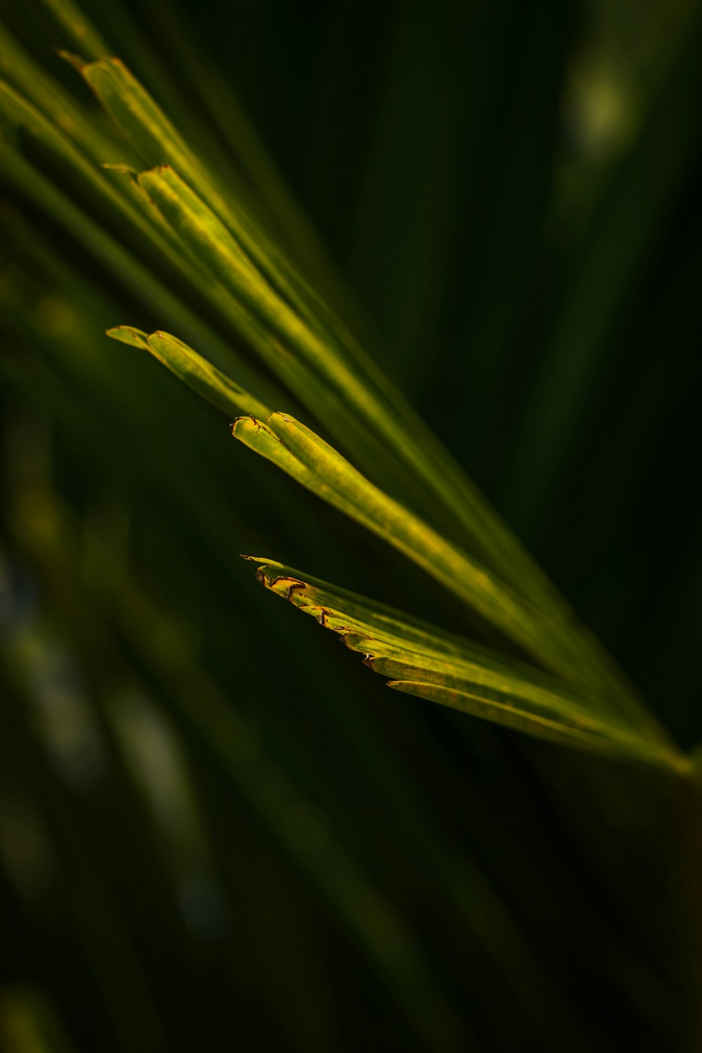 a close up view of a green leaf