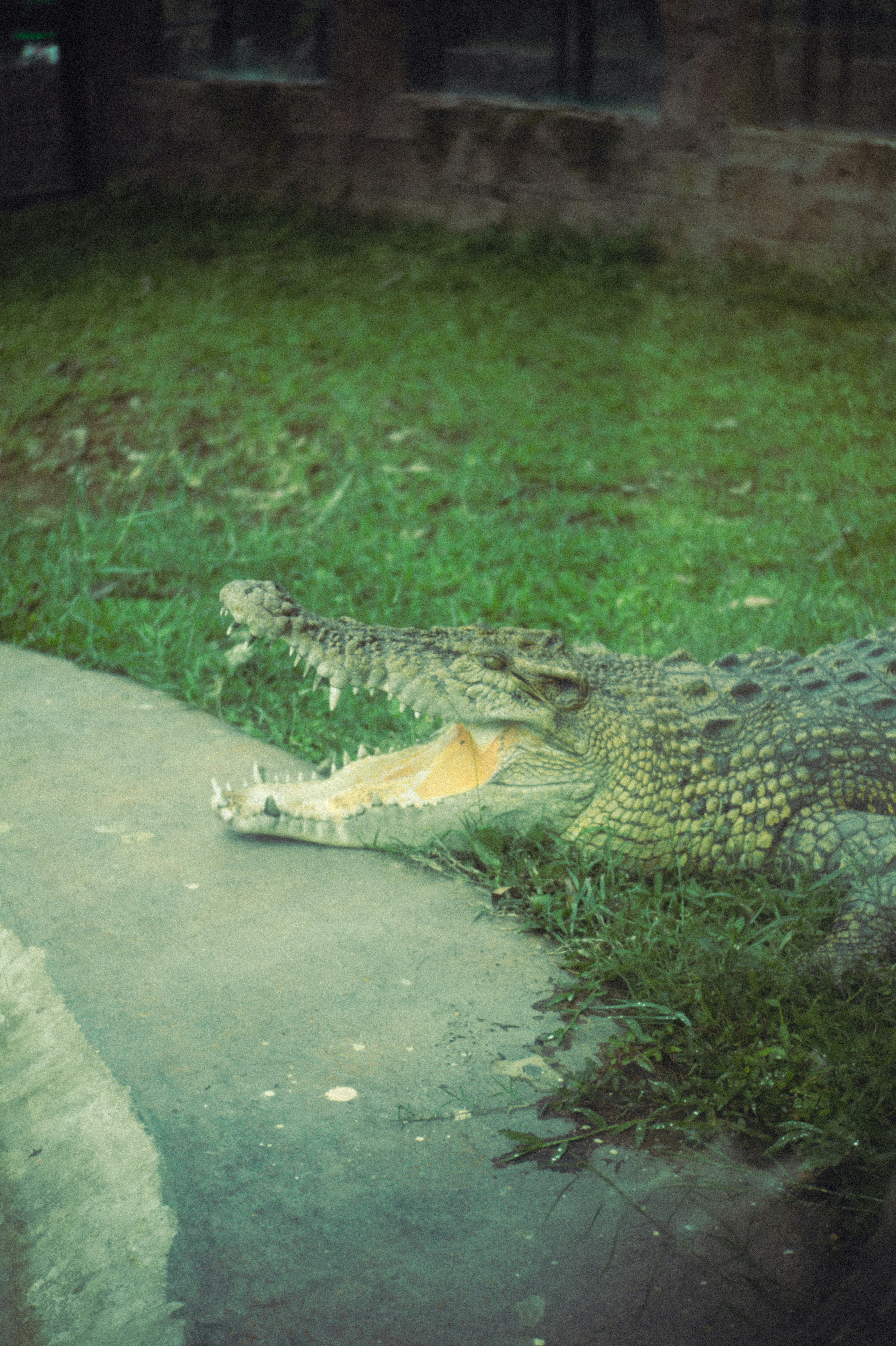 a large alligator laying on top of a lush green field