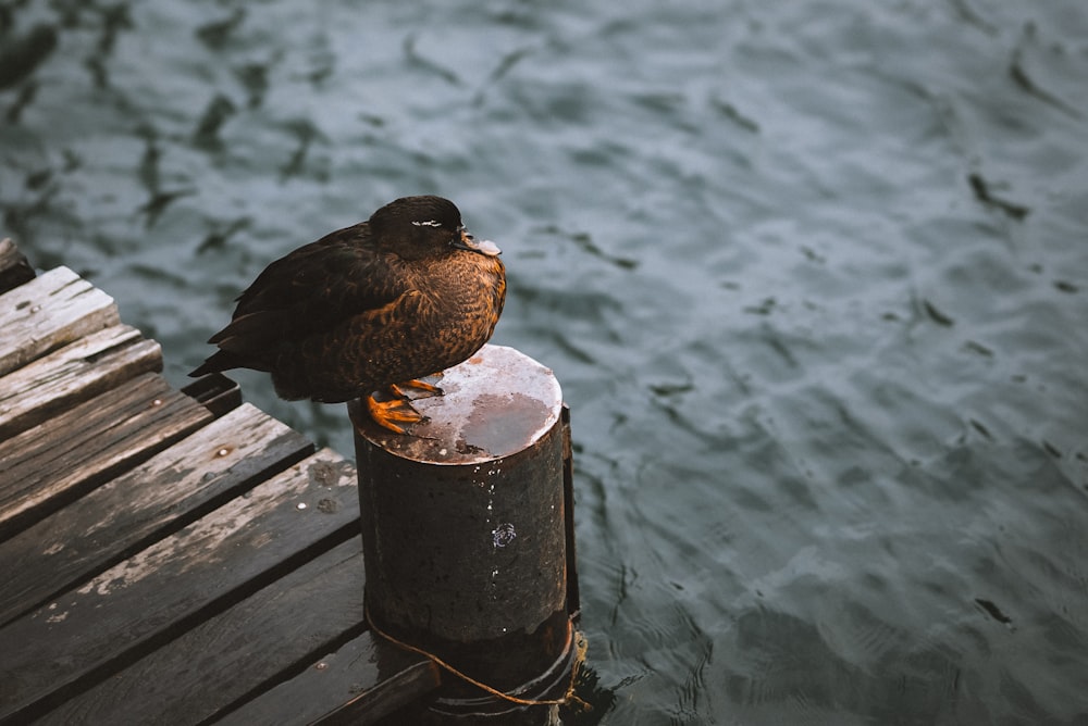 a bird sitting on top of a wooden post next to a body of water