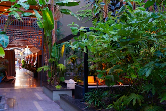 A cozy hotel lobby surrounded by lush green plants reflecting the natural vibe of Caranavi.