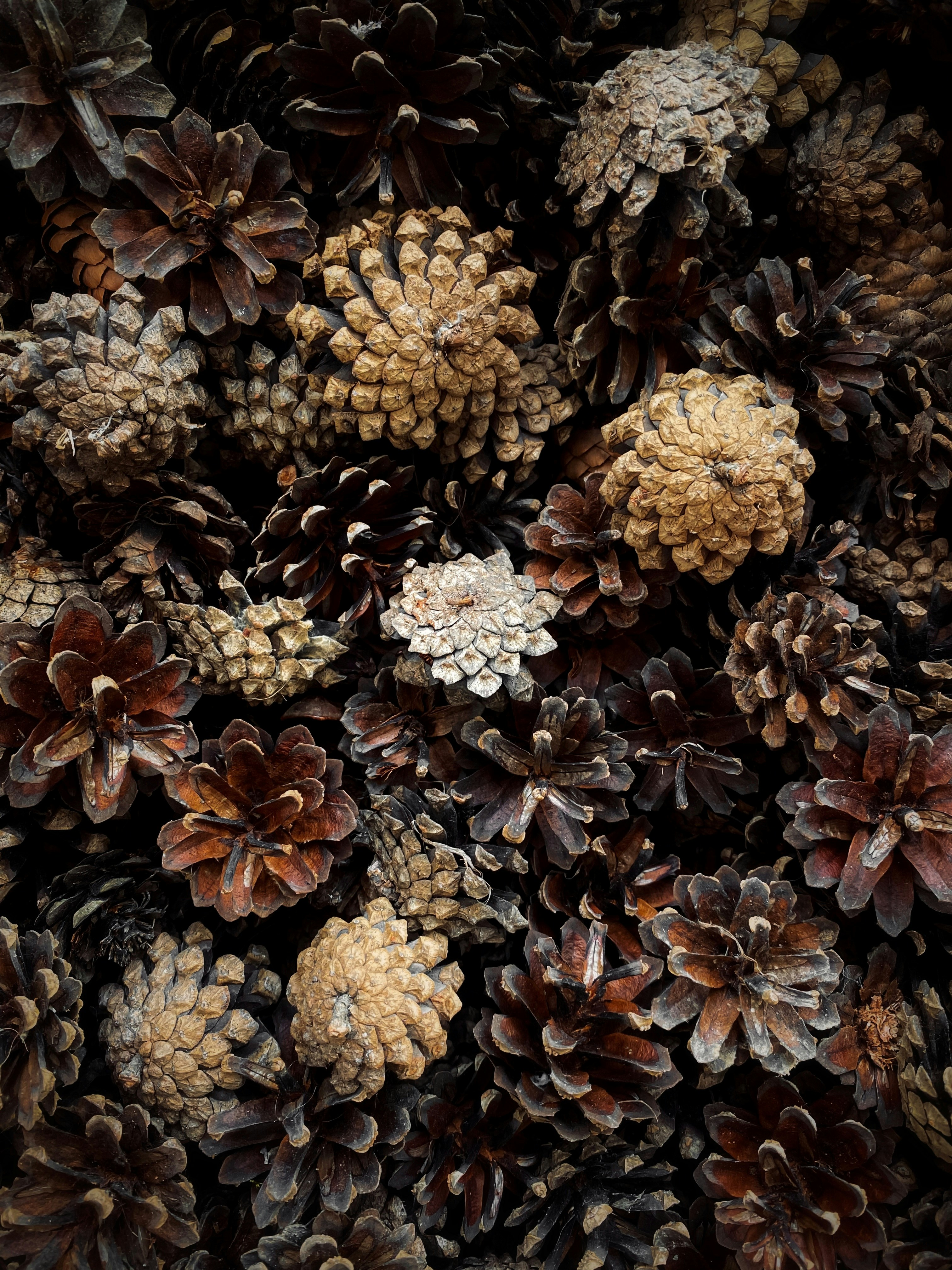 rustic pine cones wallpaper, wallpaper, Pine Cone Crafts for Adults to Sell: Profitable DIY Ideas 4