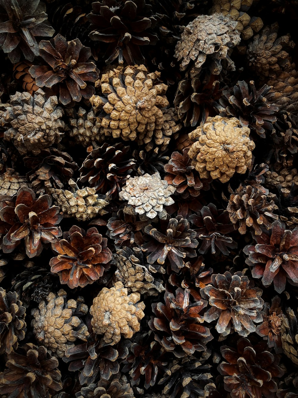 a bunch of pine cones are piled together