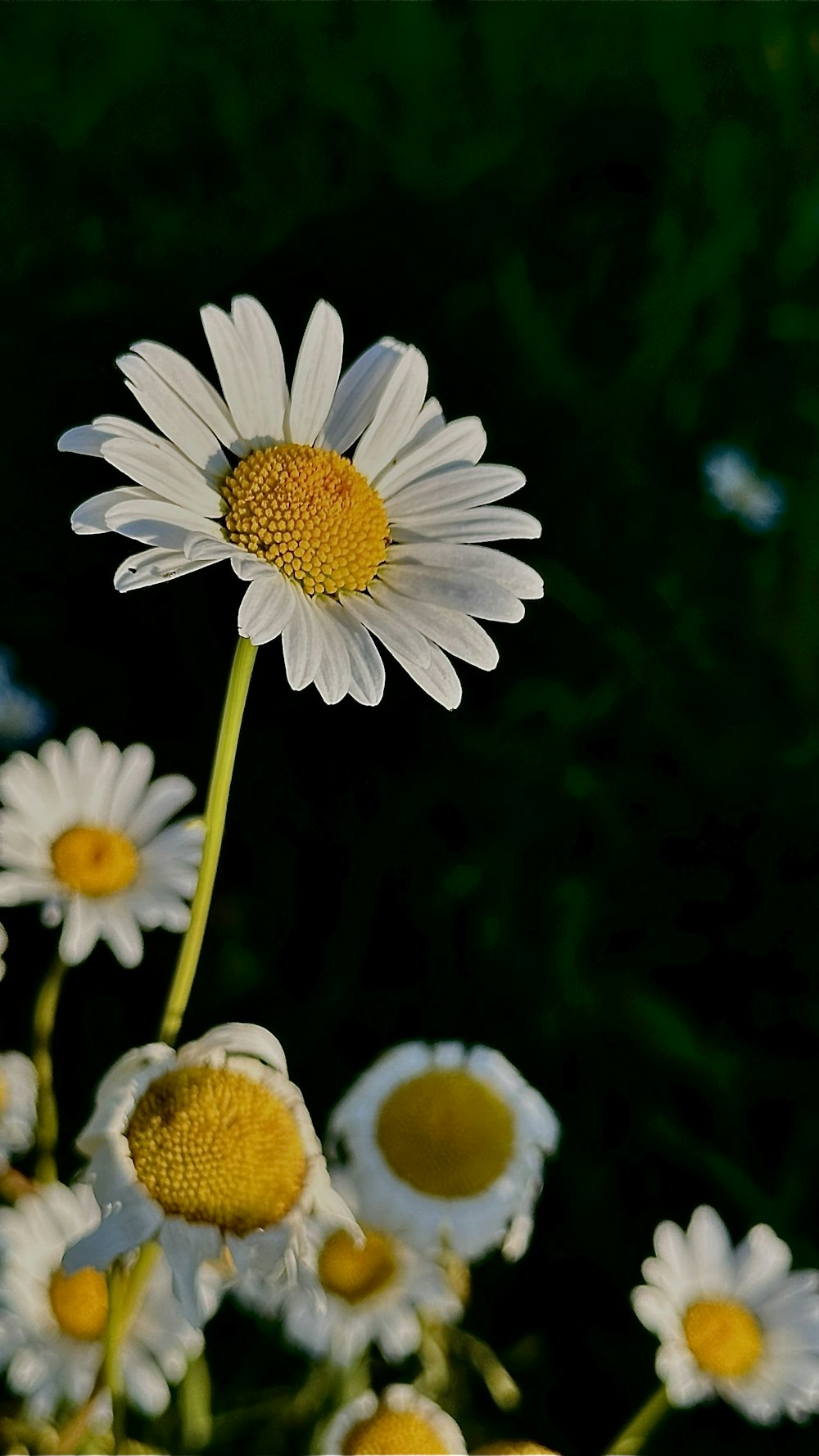 a close up of a bunch of white flowers