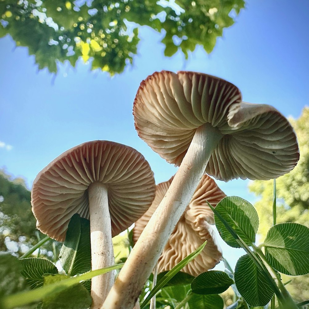 um grupo de cogumelos crescendo em uma árvore