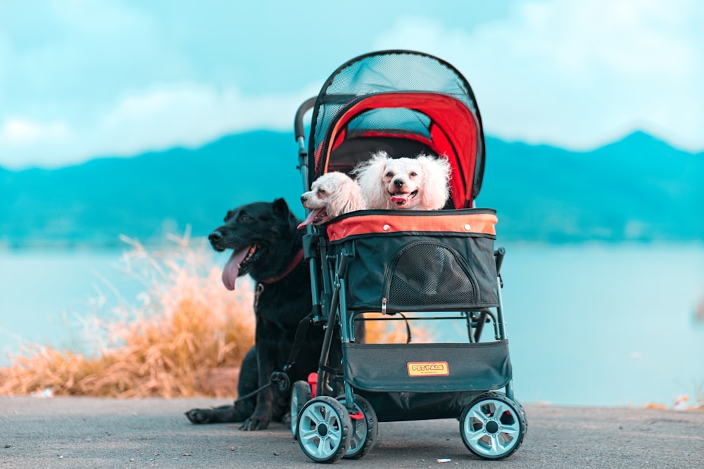 two dogs are sitting in a stroller