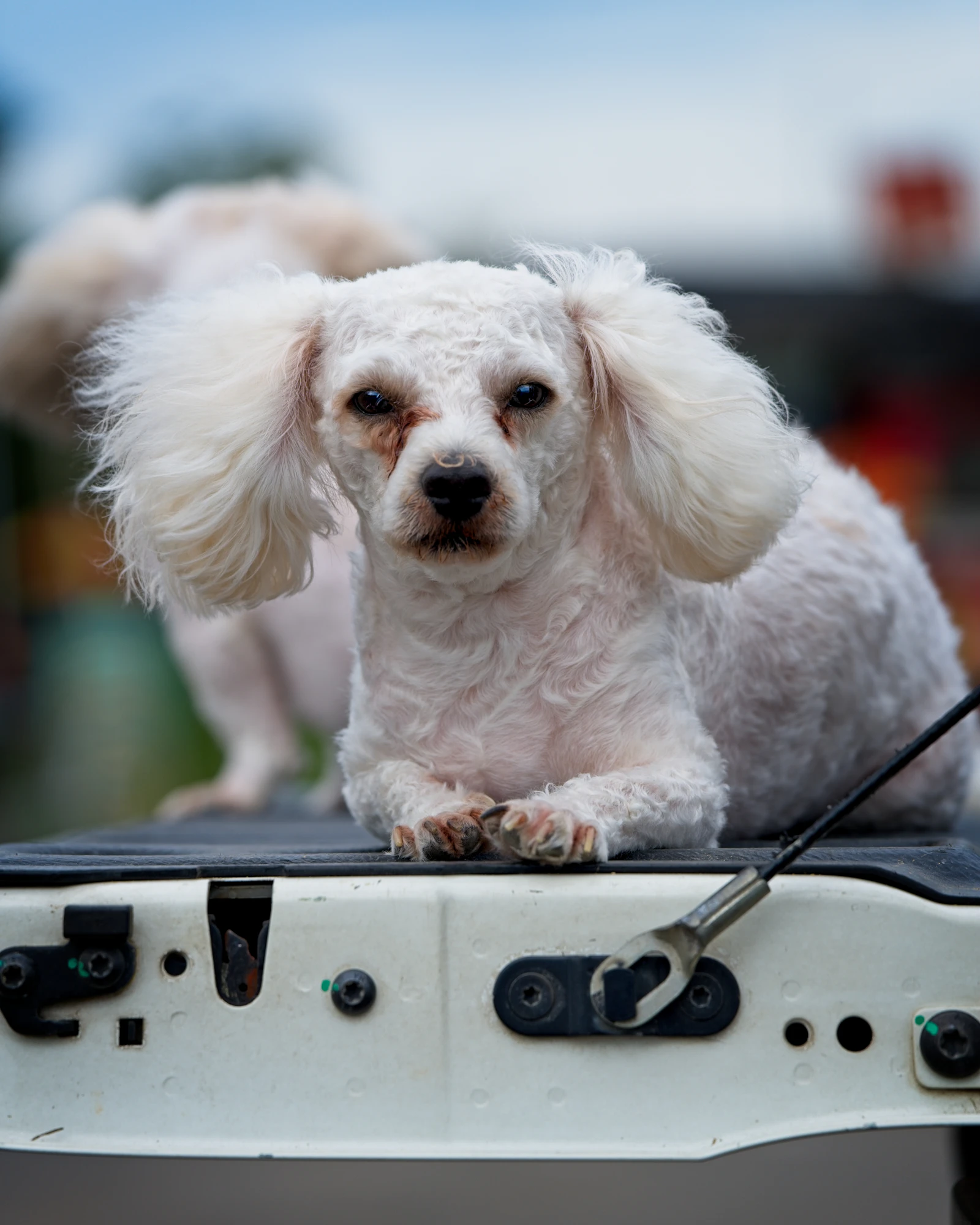 A freshly groomed white poodle lying on the open tailgate of a vehicle outdoors