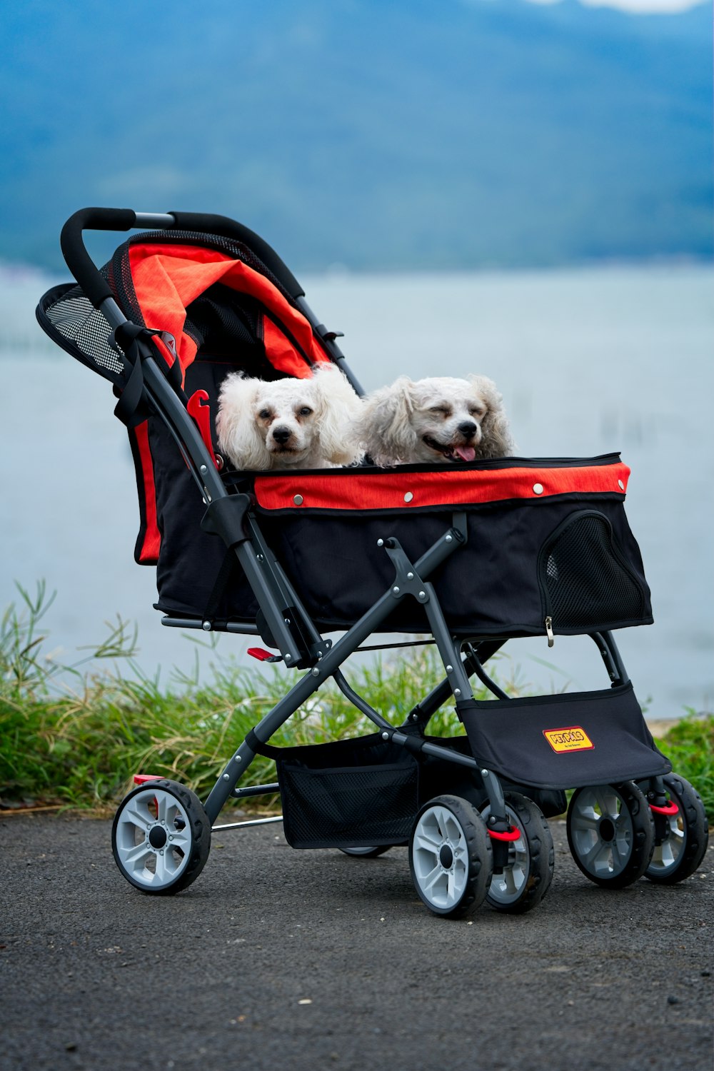 two small white dogs are sitting in a stroller