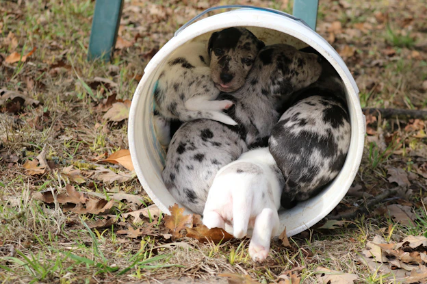 a couple of dogs that are in a bucket