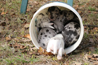 a couple of dogs that are in a bucket
