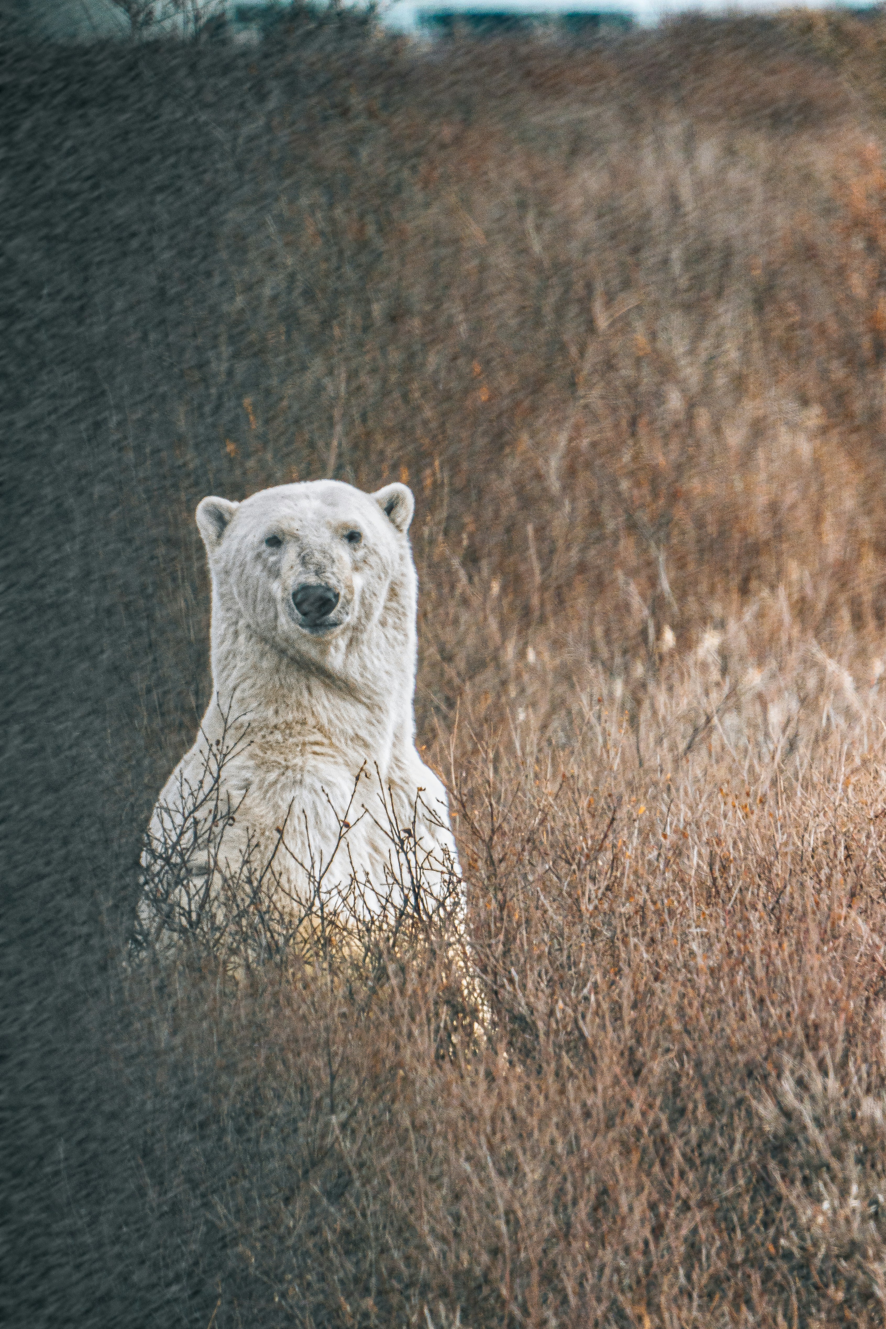 un orso polare seduto in un campo di erba alta