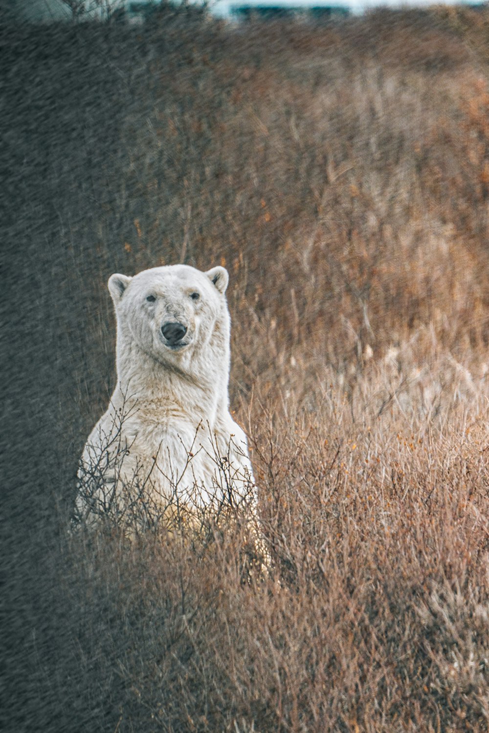 a polar bear sitting in a field of tall grass
