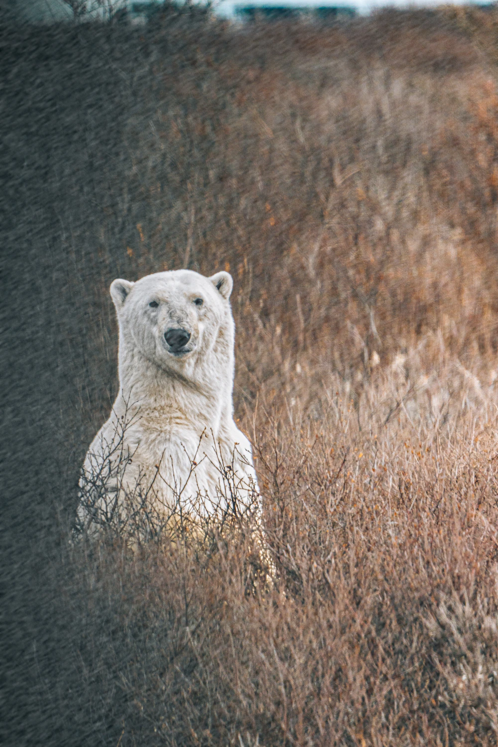 A polar bear in the tall grass near Churchill
