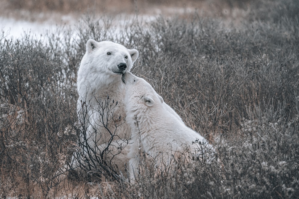 two polar bears in a field of tall grass