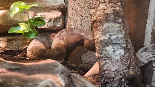 A coiled snake resting on a bed of mulch, surrounded by natural elements like a small green plant, rocks, and tree bark. The environment suggests a natural habitat setup, possibly for a terrarium or an exhibit.