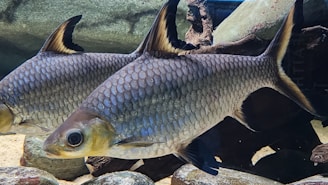 Two fish with streamlined bodies and distinct patterning on their scales swim close together in a rocky underwater environment. The background includes various sizes of rocks and possibly submerged driftwood, providing a natural aquatic setting.
