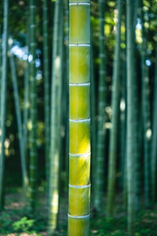 A close-up view of a bamboo forest with tall, slender bamboo stalks creating a serene and natural environment. The main focus is on a single bamboo stalk in the foreground, which is illuminated by sunlight, showcasing its vibrant green hue.