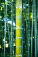 Close-up of bamboo stalks swaying gently in a warm breeze.