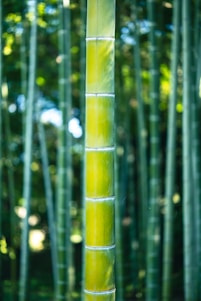 A serene close-up of bamboo stalks bathed in soft morning light, highlighting their natural texture and vibrant green hues.