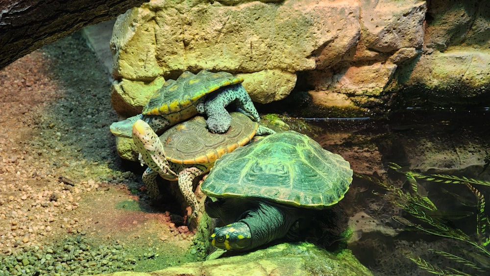 a couple of turtles sitting on top of a rock