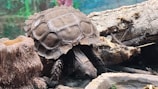 A turtle with a textured shell is positioned among logs and bark, blending into its natural surroundings. The turtle's shell is rugged and brown, matching the earthy tones of the environment.