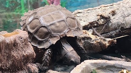 A turtle with a textured shell is positioned among logs and bark, blending into its natural surroundings. The turtle's shell is rugged and brown, matching the earthy tones of the environment.