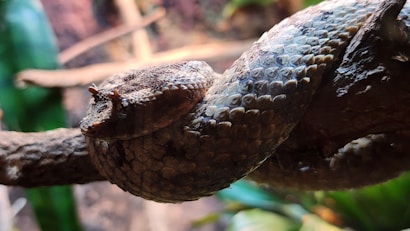 A snake with textured scales is coiled around a tree branch. The snake's skin features a pattern of brown and grey tones. The background contains blurred foliage and branches, suggesting a natural environment.