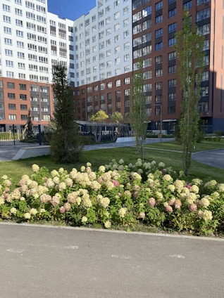 A modern residential complex with tall buildings featuring a mix of white and brown facades. In front of the buildings, there is a well-maintained garden with a variety of plants and flowers, including a prominent patch of blooming hydrangeas in shades of white and pink. Sidewalks and pathways weave through the green spaces, and there are several young trees and manicured lawns.