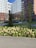 A modern residential complex with tall buildings featuring a mix of white and brown facades. In front of the buildings, there is a well-maintained garden with a variety of plants and flowers, including a prominent patch of blooming hydrangeas in shades of white and pink. Sidewalks and pathways weave through the green spaces, and there are several young trees and manicured lawns.