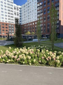A modern residential complex with tall buildings featuring a mix of white and brown facades. In front of the buildings, there is a well-maintained garden with a variety of plants and flowers, including a prominent patch of blooming hydrangeas in shades of white and pink. Sidewalks and pathways weave through the green spaces, and there are several young trees and manicured lawns.