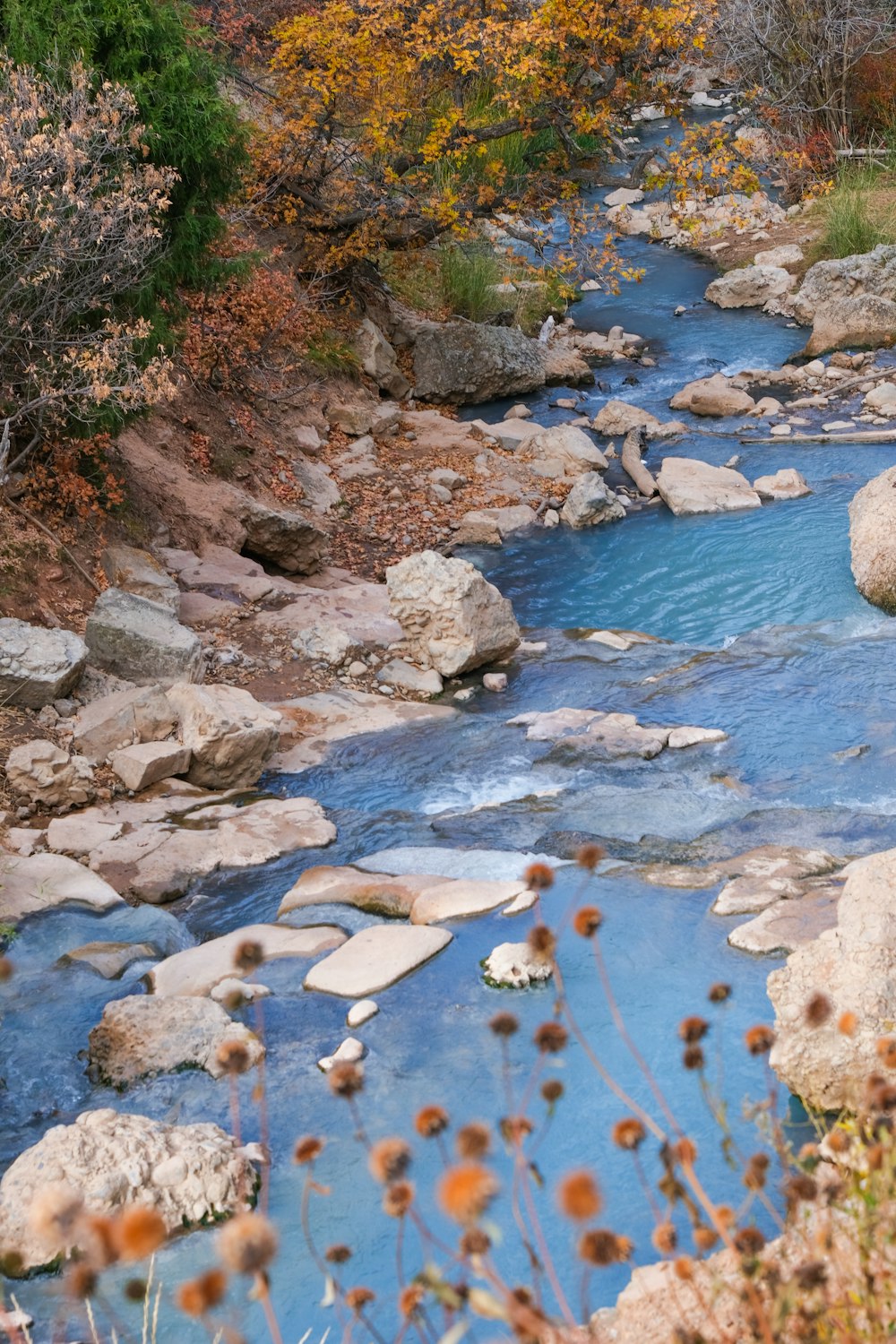 a river running through a lush green forest